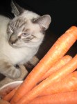 kitten & carrots II