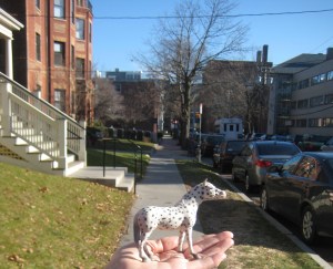 Spotted on my temporary childhood home. We lived there while my father did a photography project at Harvard. Apple meet tree.