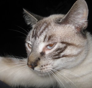 FoFri GPK Percy close up