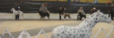 SP dog show line