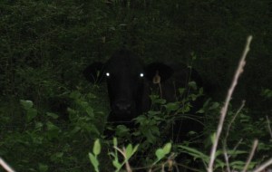 stare cow