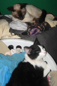 When you have lots of cats, it's good to have lots of laundry.
