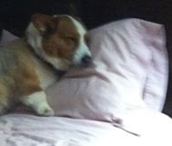 Fletcher rests from his labors.  Photo by Courtney Huguley