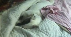 Hamlet hides amid the covers.