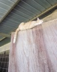 SSF Barn Cat