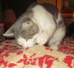 Blue going after a green been on the front hall counter.