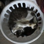 Arthur King of the Laundry