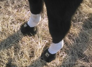 Clever minion remembered the summer booties to cushion her fronts.