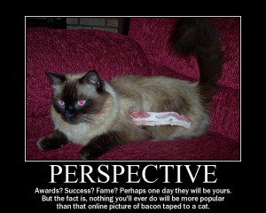 perspectivecatbig