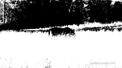 R graze April 9 2014 b&w wm