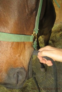 Rodney chews his leadrope like a binky when he's stressed.