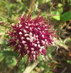 gpp purple April 30 14 wm