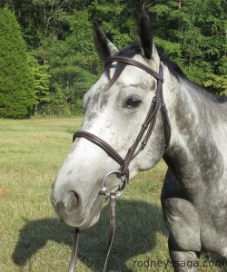 Milton bridle Aug 29 2014 1