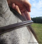 Milton bridle Aug 29 2014 2