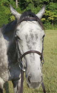 I'm wearing a bridle. BFD.