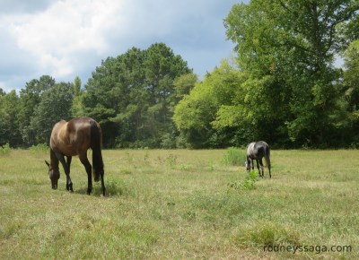 Rodney Milton graze 8 30 14