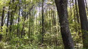 GpastureP greenery & trunks wp