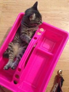 Ser Pounce. Photo by Elizabeth Stevenson Johnson