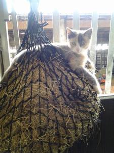 Kitty Kitty. Photo by Janice Palmer-Williams.