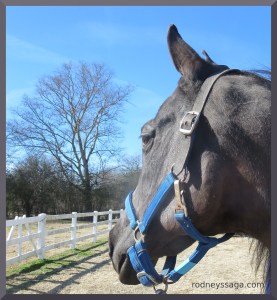 Checking out the cows next door.