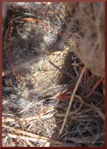 trailer nest closeup