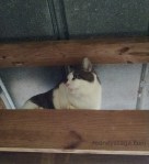 Blue rafters 12 27 14