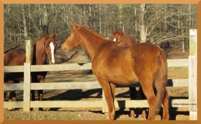 MIss Lace visits her loyal subjects.