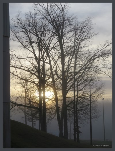 SC show tree scenery