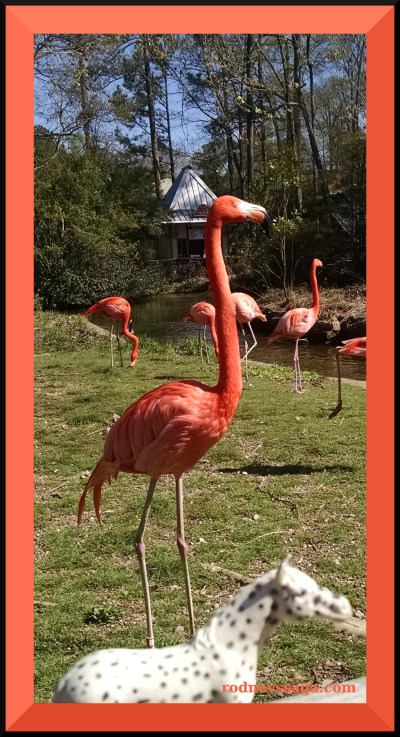 Spotted BZ flamingo