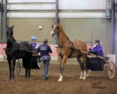 Stepping Stone Farm's Academy Driving Show Team MSSP 2015 Sandra Hall Photography