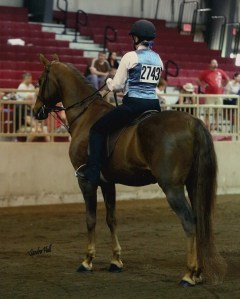 Sultan's Miracle Man MSSP 2014 Sandra Hall Photography