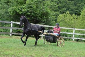 Alvin & Greg July 2015 Queen Bee Cottage Creations Photography by Shannon Slemmons