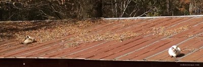 Rhyme Percy roof 11 25 14