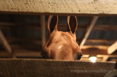 ALChampCharityHorseShow_McKinneyM_20150012A