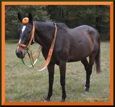 The Great Pumpkin's horse
