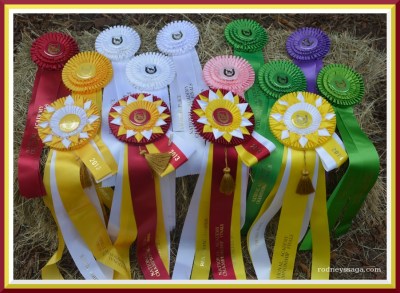 ribbon pile