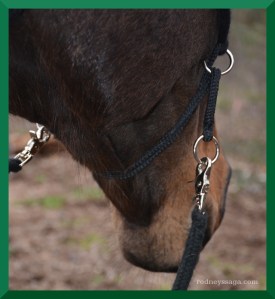 Rodney mustang bridle 3