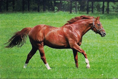 Secretariat New York, USA