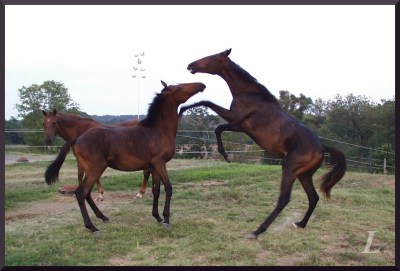Rodney, then Roscoe, as a youngster [right]. Photo courtesy of prior owners. 