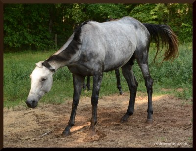 The obligatory post-roll shake. Check out the ears.