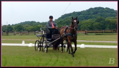 Lyricc & Greg display pleasant relaxation in the dressage phase. MTCC & MTPC Schooling Driving Event Photo by Kate Bushman