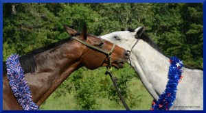 starstripe outtake 4