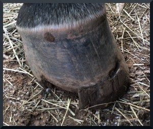 hoof before top