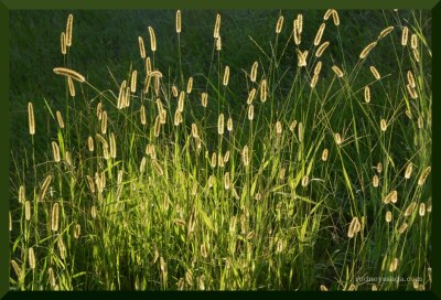 SSF photo field trip grass