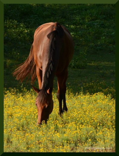 SSF photo field trip horse