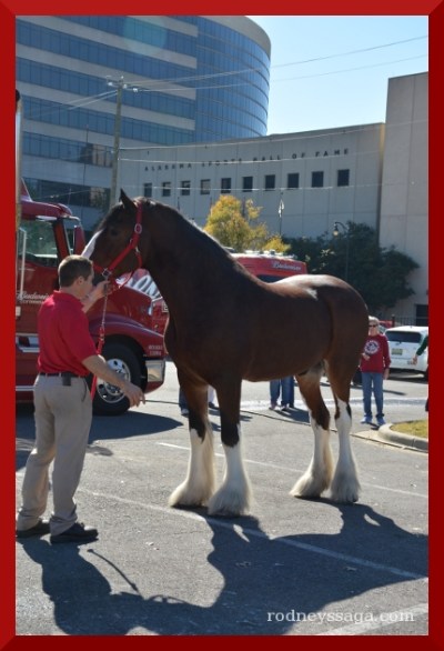Budweiser Clydesdales, Birmingham, AL