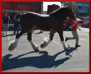 Trotting for for a checkup.