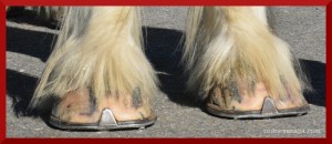 Not these hooves.