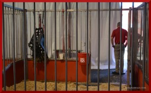 Stall set-up: Hay net, salt, bucket.