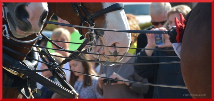 If you aren’t the lead dog, the view never changes.